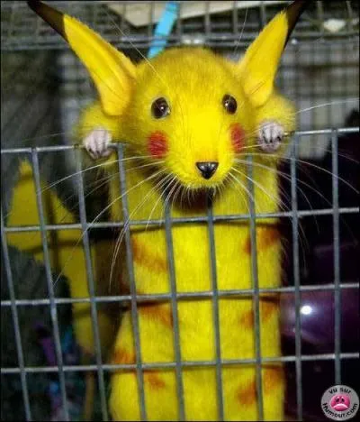 En quel Pokmon a t transform ce petit rongeur ?