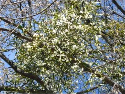 Autre plante essentielle  la prparation de la potion magique ?