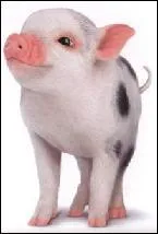 Ce petit animal vous donnera le petit surnom que Bonemine donne  Abraracourcix, son mari de chef ?