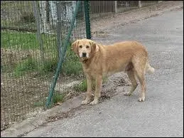 O vivent les chiens ?