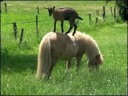 La chvre est un animal de...