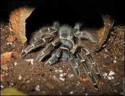 La mygale vit dans...