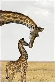 La girafe vit o ?