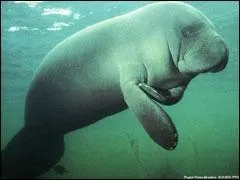 Comment s'appelle cet animal ?