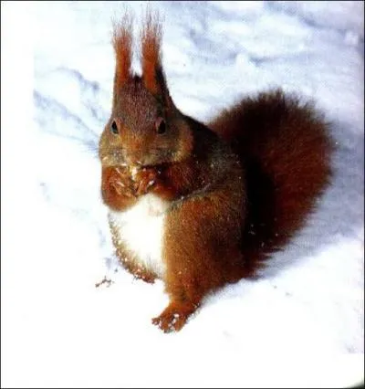 D'où vient cet animal ?