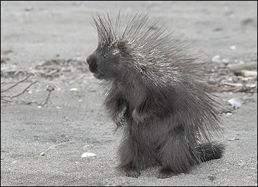 Que mange cet animal ?