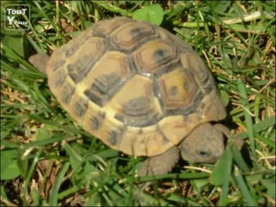 Quelle est la femelle de la tortue ?