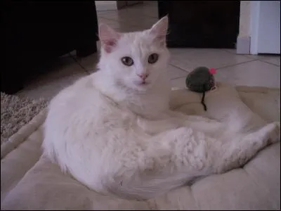 Quelle est la femelle du chat ?