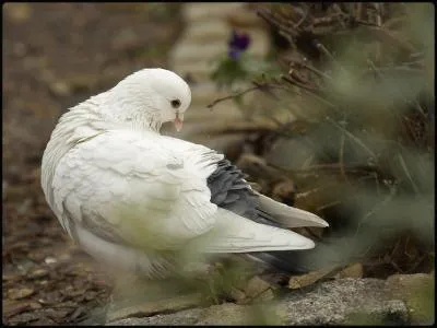 Quelle est la femelle du pigeon ?