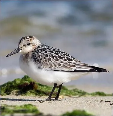 Qu'est-ce que le bcasseau ?