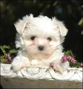 Lequel de ces mots n'est pas une race de bichon ?