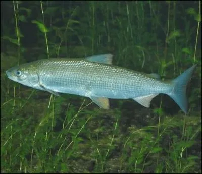 Dans quel lac en particulier vit la bondelle, qui est une sous-espce du lavaret ?