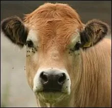 A quoi est destin le 'baby-beef' ?