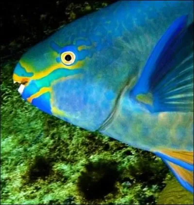 A quoi servent les branchies chez les animaux aquatiques ?