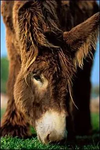 Le baudet est le nom familier dsignant :