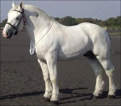 Ce cheval est un :