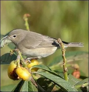 Cet oiseau tient son nom des fruits qu'il affectionne particulirement. Il s'appelle :