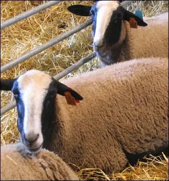 Le bizet est un mouton d'une race trs rustique,  laine grise. De quelle rgion est-il originaire ?