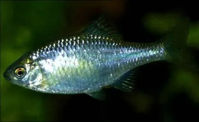 O la bouvire pond-elle ses oeufs ?