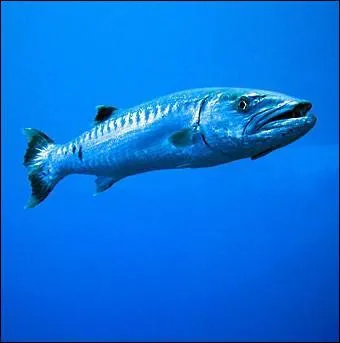 Quel est le rgime alimentaire du barracuda ?