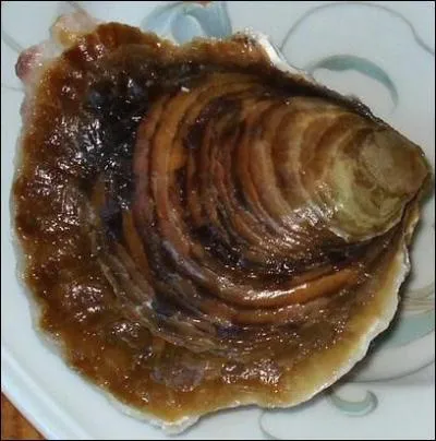 Quel est le nom de cette hutre  chair brune ?