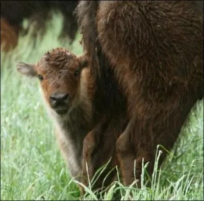 Le bisontin est le petit du bison.