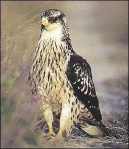 Pourquoi la bondre est-elle appele 'apivore' ?