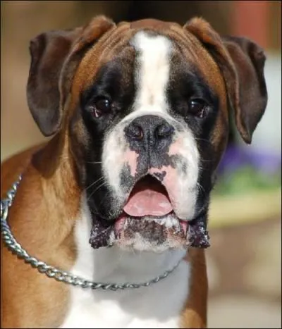 Quelle est la bonne orthographe de cette race de chien ?