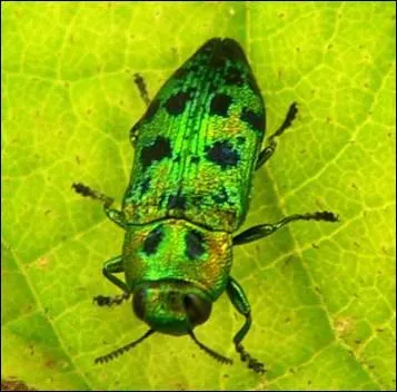 Comment s'appelle cet insecte ravageur extrmement color ?