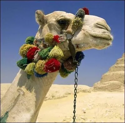 Quel animal blatre ?