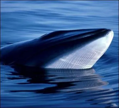 Quel est l'autre nom du balnoptre ?