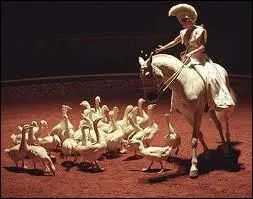 Quel est le nom du cheval de Bartabas ?