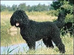 Quelle est la race de ce chien ?