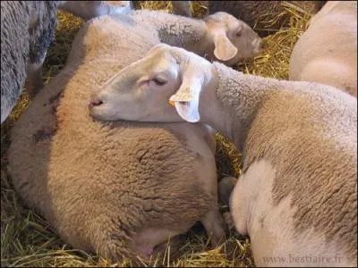 Parmi ces propositions, laquelle n'est pas une race de mouton ?