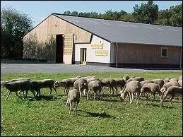 Comment appelle-t-on l'endroit o vivent les moutons ?