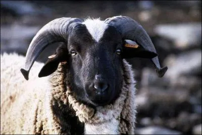 Certains bliers n'ont pas de cornes.