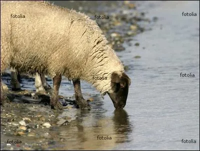 Un mouton peut-il nager ?