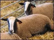 Laquelle de ces trois propositions est une infection des onglons ?