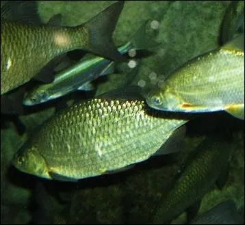 Quel est le nom de ce poisson d'eau douce, au corps comprim et plat, pouvant atteindre 50 cm de long ?