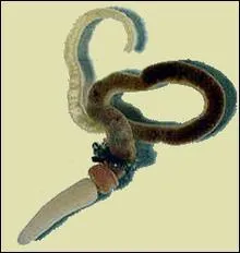 La balanoglosse, animal vermiforme, seul reprsentant de la classe des entropneustes, se trouve gnralement :