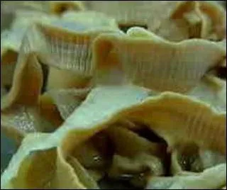 Le bothriocphale est un ver parasite de l'homme. Comment peut-on l'attraper ?