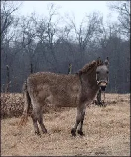 Le bardot est l'hybride produit par l'accouplement :