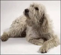 Comment appelle-t-on ce chien courant de petite taille et  poils longs ?