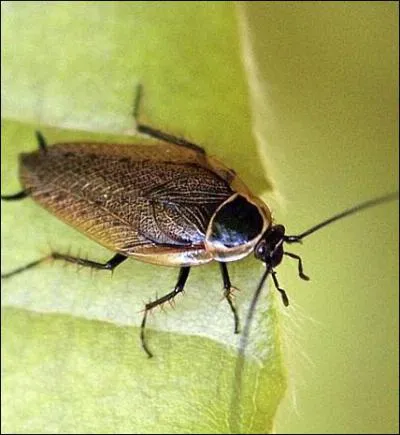 Laquelle de ces propositions n'est pas un des noms attribus  la blatte ?