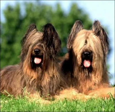 Quel est le nom de ce chien aux longs poils ?