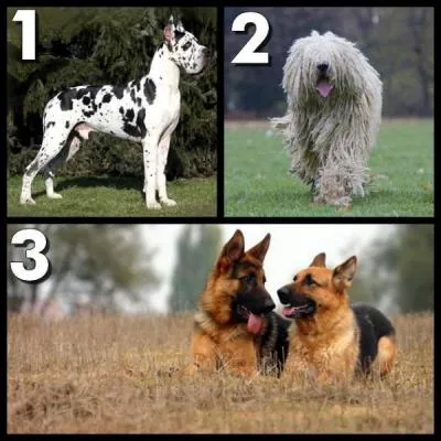 Lequel de ces chiens n'est pas un berger ?