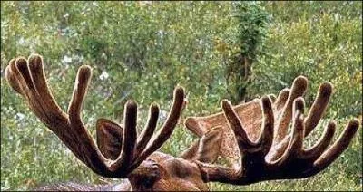 A quel cervid appartiennent ces bois ?