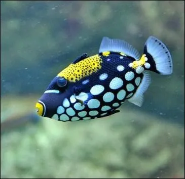 Quel est le surnom de la baliste, poisson aux vives couleurs, capable de broyer coquillages et crustacs ?
