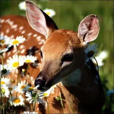 La biche est la femelle :