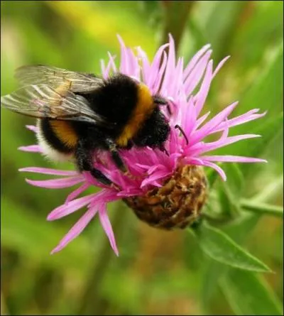 Le bourdon est le mle de l'abeille.